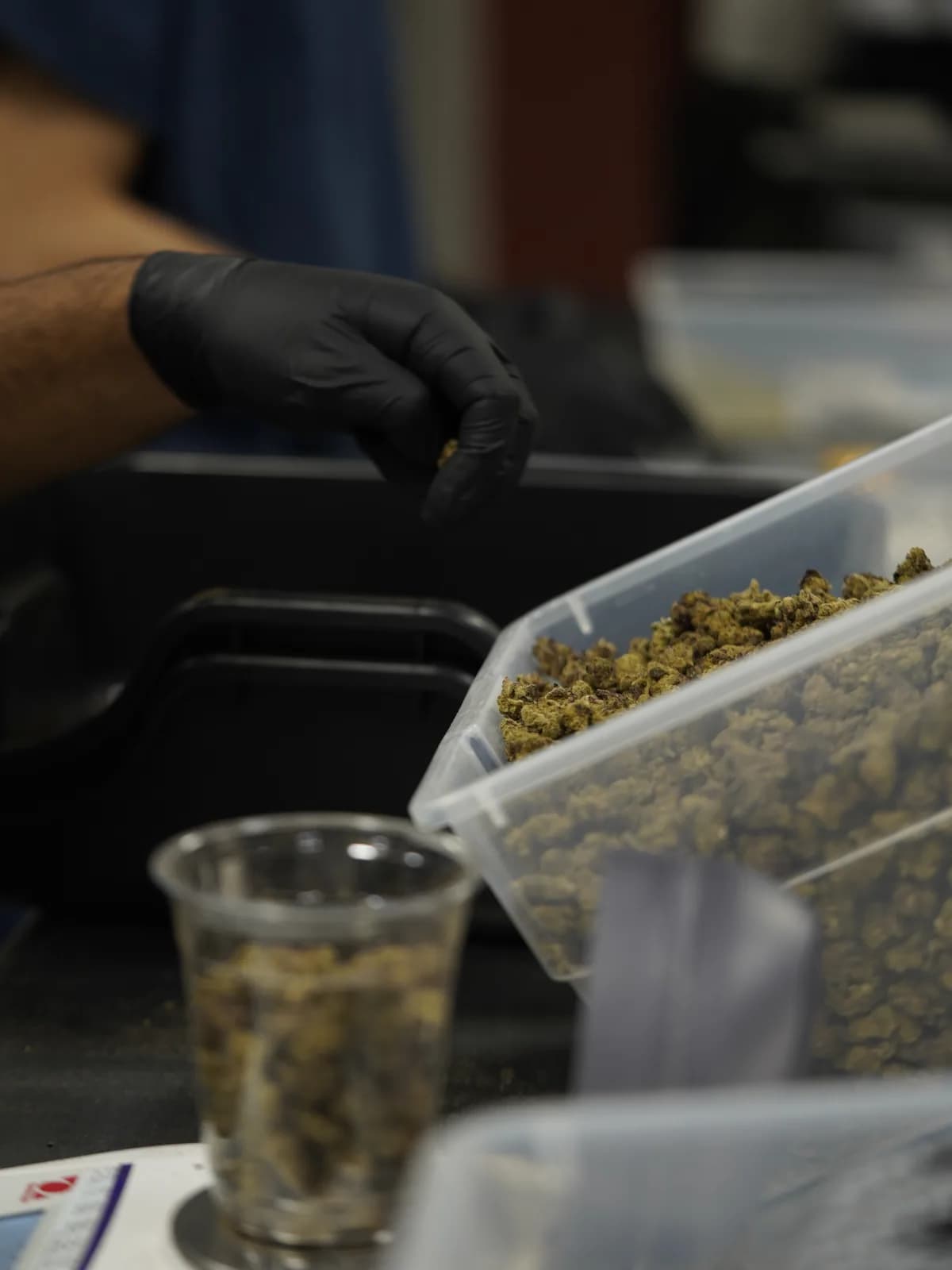 Waabigwan Mashkiki team member packaging harvested cannabis flower